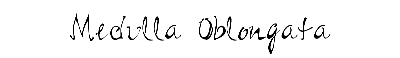 Download Medulla Oblongata